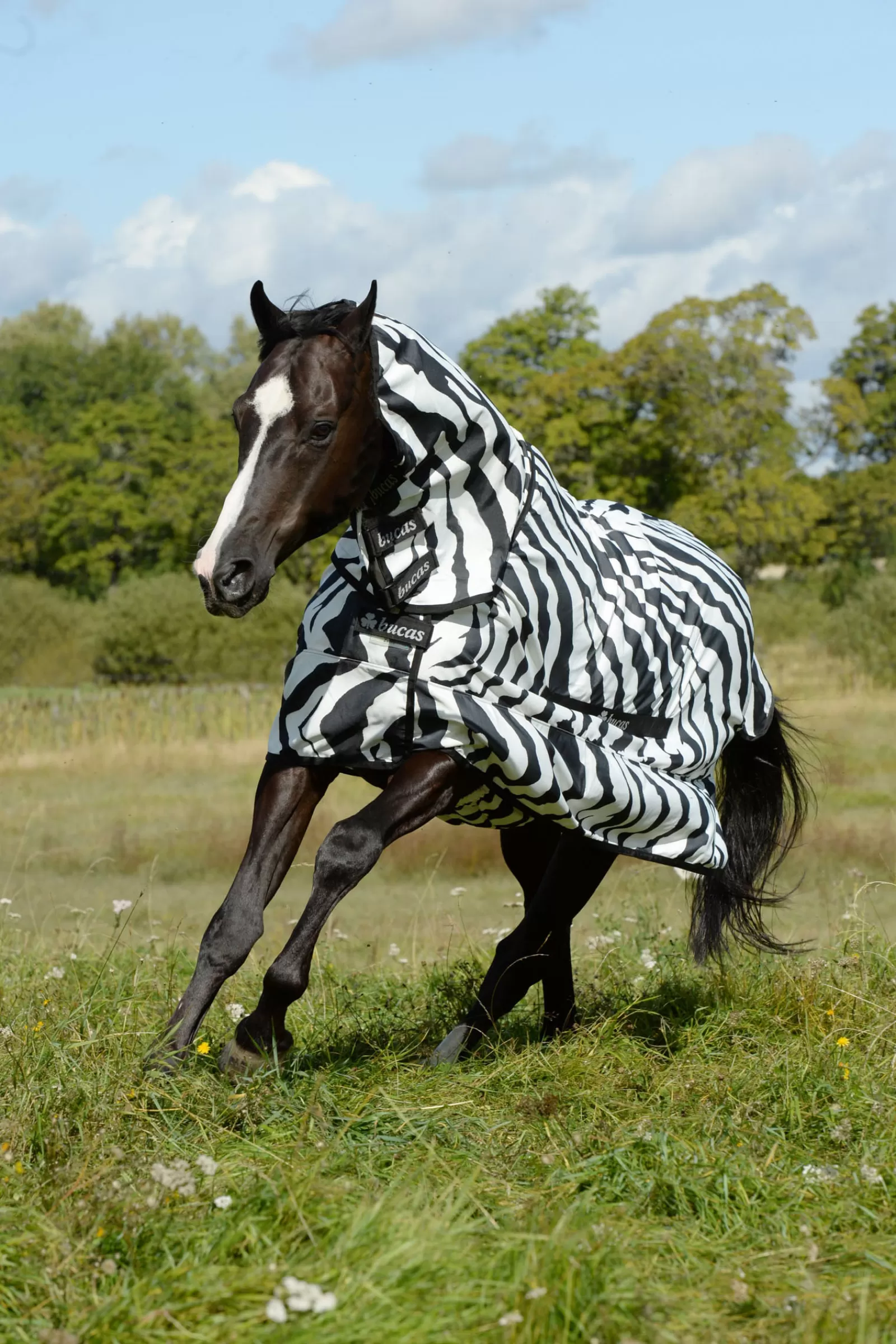 bucas Sweet-Itch Zebra -Loimi Black/White Fashion