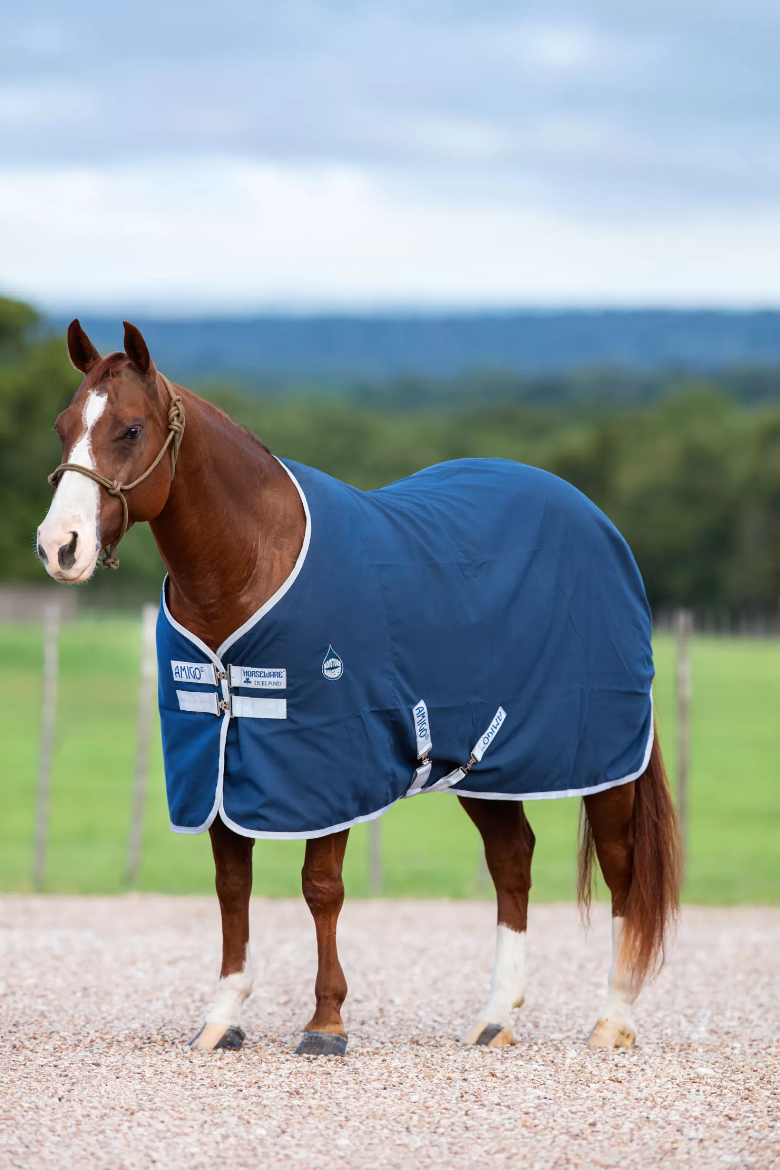 horseware Amigo Talliloimi Dark Blue/Silver New