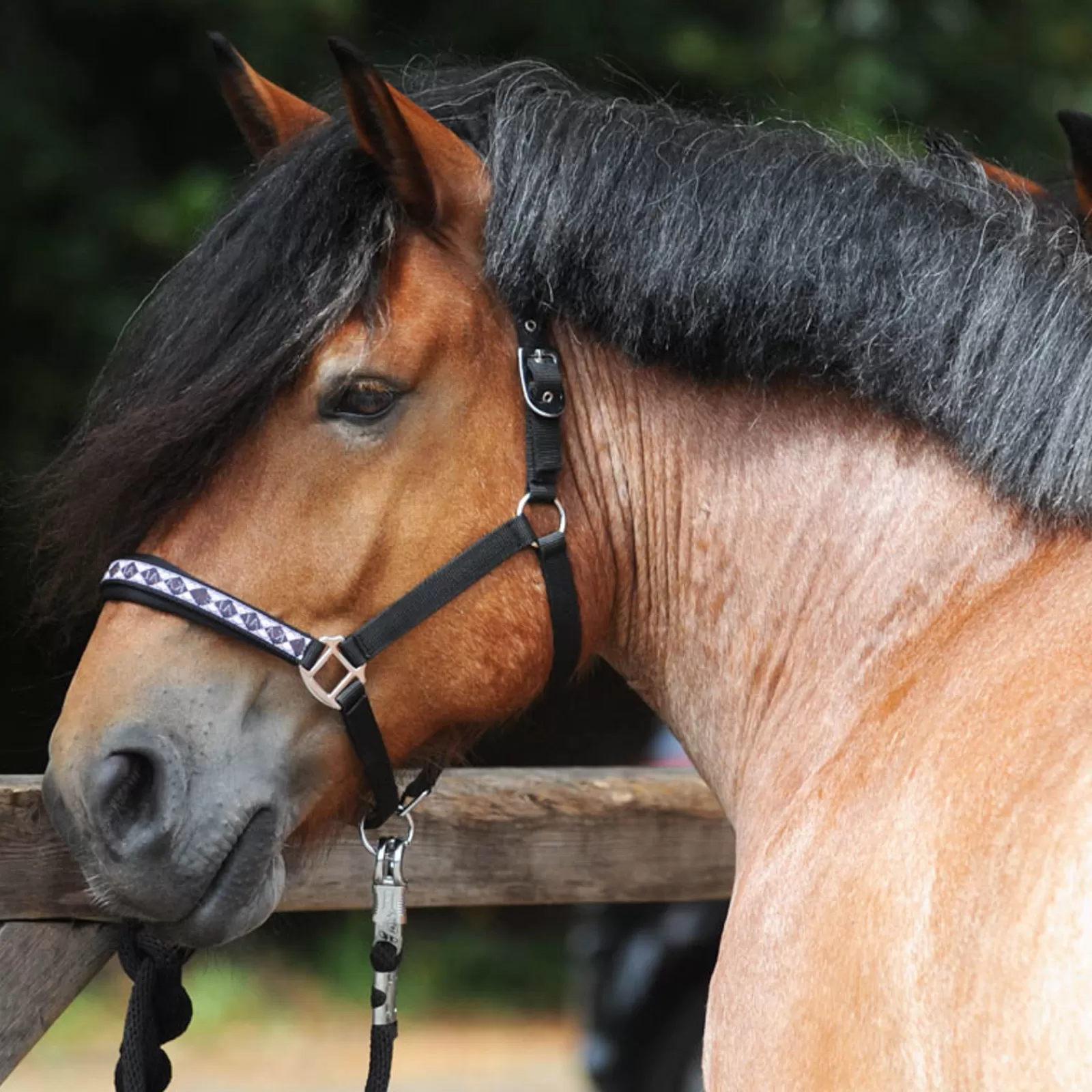 kavalkade Draft Horse Classic Riimu Black Online