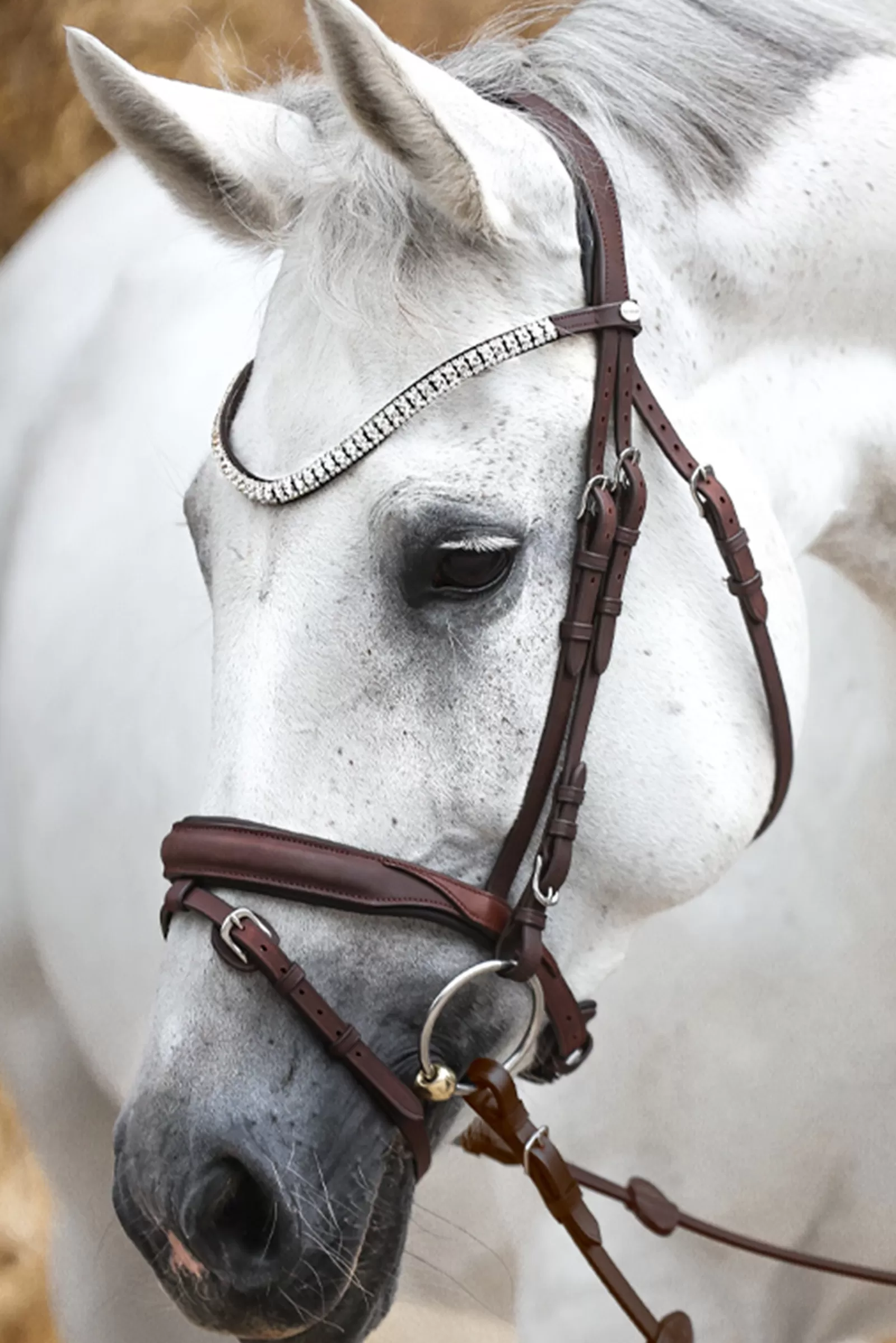 kavalkade Everness Bridle Brown Best