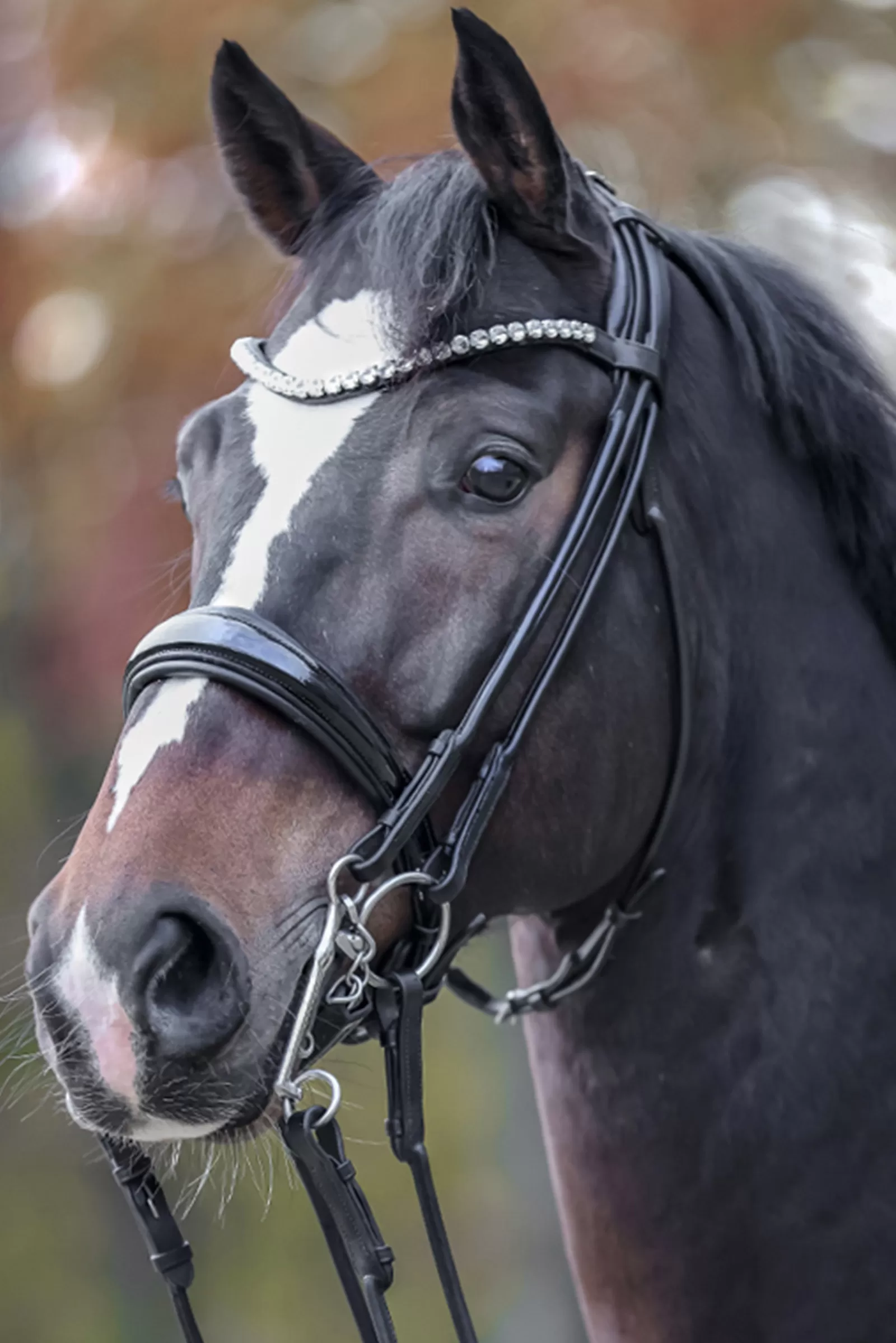 kavalkade Fleur Double Bridle Black/Patent Grey Cheap