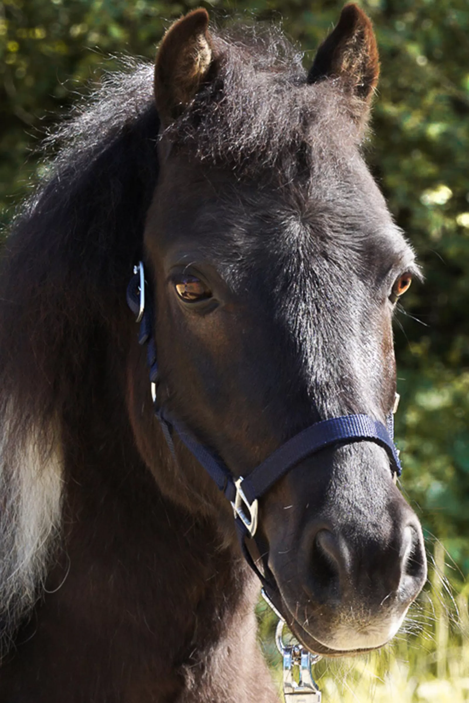 kavalkade Shorty Shetland Halter Light Blue Flash Sale