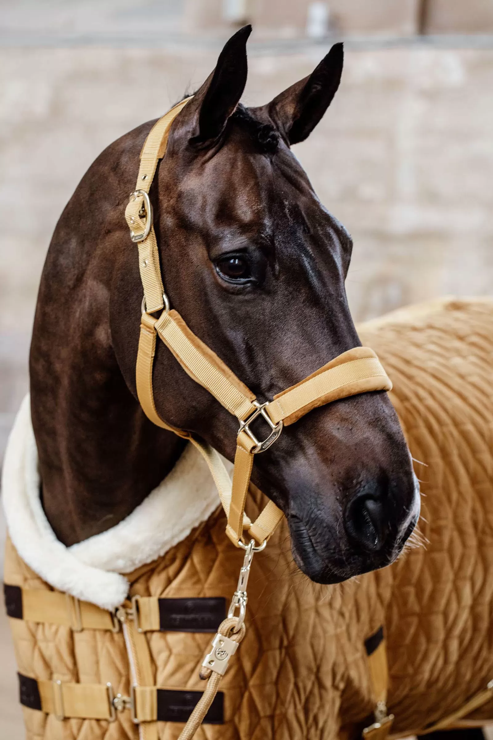 kentucky Horsewear Velvet Riimu Mustard Gold Store