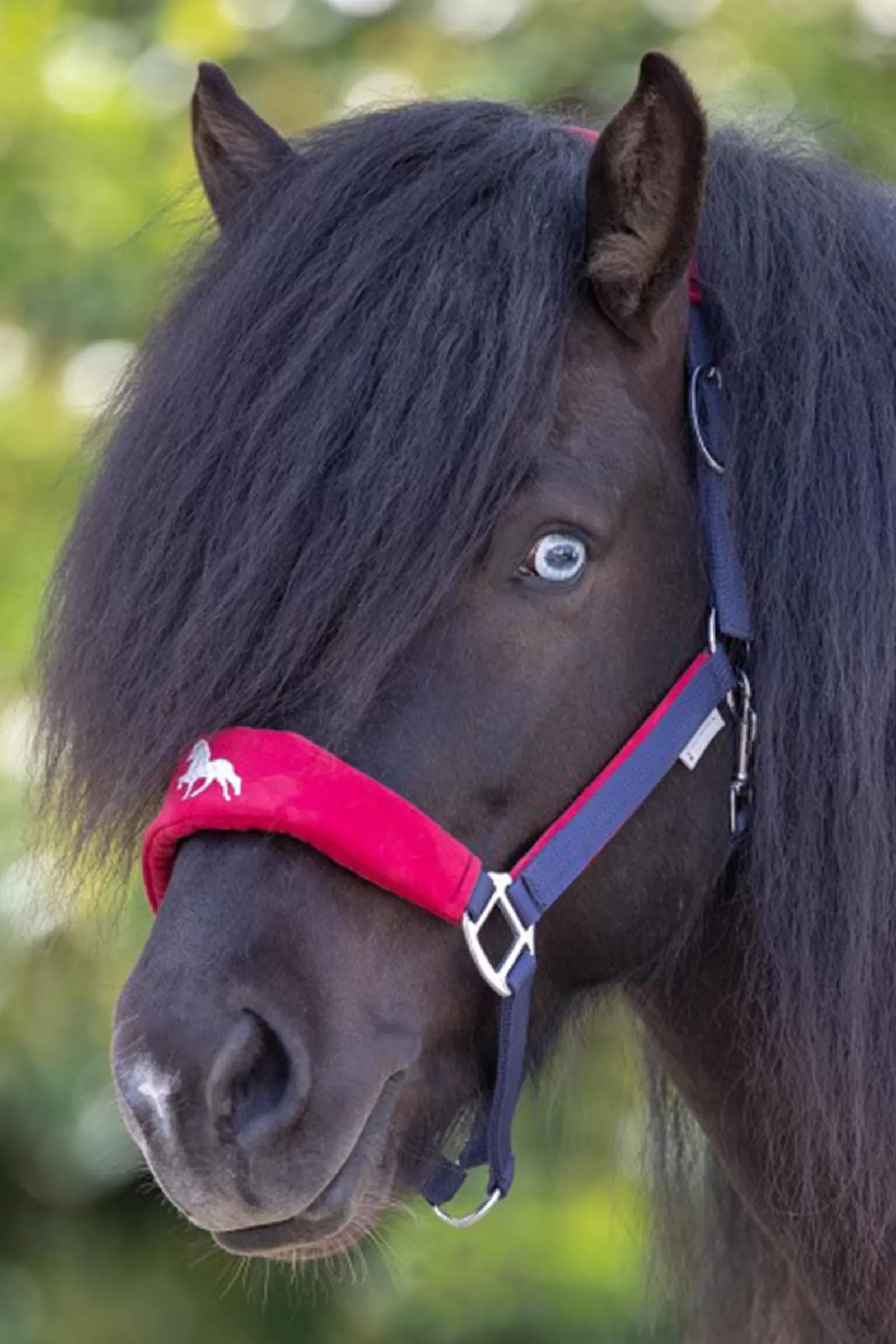 waldhausen Hellnar Icelandic Halter Dark Blue/Red Sale