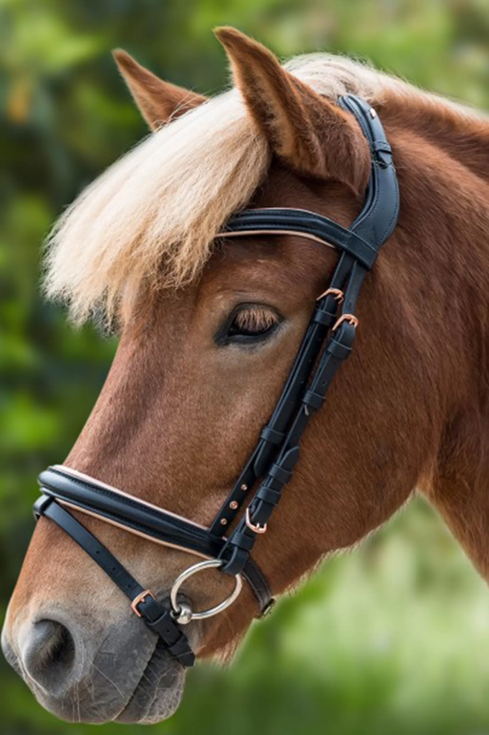 waldhausen Rose Icelandic Bridle Black/Rose Gold Online